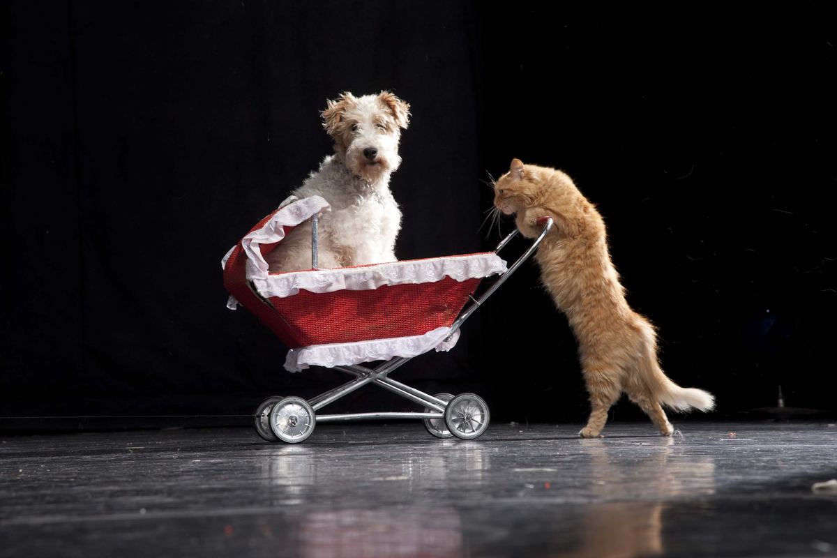 A rescued cat pushes a carriage with a terrier on stage